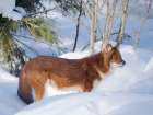 Finland, Ranua Wildlife Park. Dhole, Asian wild dog during winter. Art Print